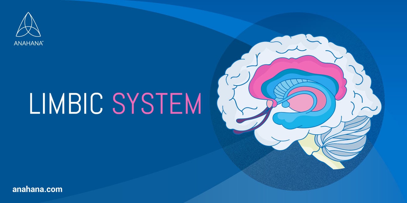 Cos'è il sistema limbico